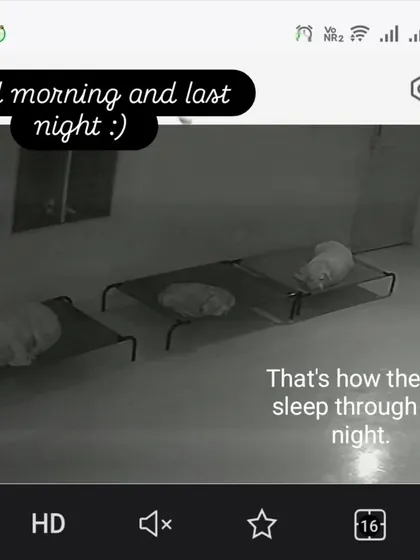 A peek into how they sleep at night. No cages, just comfy elevated beds for a good night's rest.