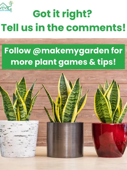A trio of Snake Plants in different stylish pots, from a rustic birch-look ceramic to a modern metallic cylinder. This shows how the same plant can suit various decor styles depending on the planter you choose.