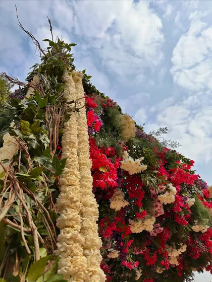 A wall of flowers and foliage against the sky, showing the sheer abundance of blooms I can use to create a statement piece.