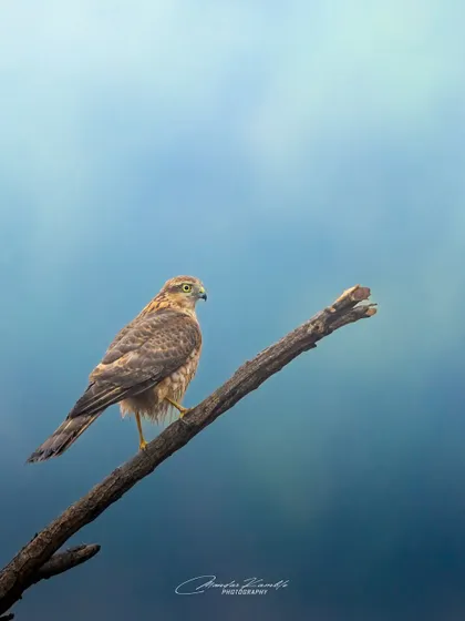 Poised with purpose. This majestic raptor, likely a Shikra, sits patiently on a branch against a painterly blue sky. Its sharp eyes are constantly scanning, reminding us of the precision of a natural hunter.