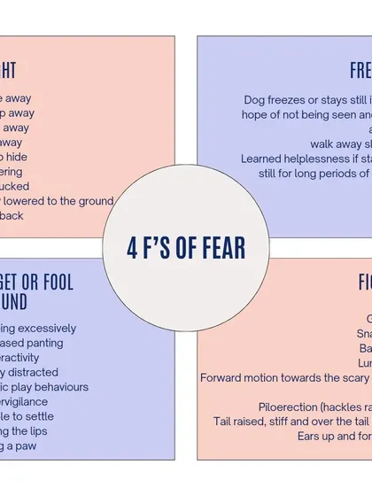 This chart explains the "4 Fs of Fear." It's important to recognize all the ways fear can manifest, from obvious "fight" responses like growling to subtle "fidget" behaviors like excessive panting or lip licking.