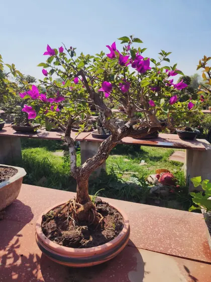 A beautiful Bougainvillea bonsai with delicate purple flowers. We offer these in limited stock, available for delivery across India.