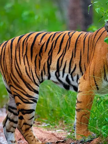 A beautiful tigress from Bandipur, turning her head at the perfect moment. The soft light and the hint of pink flowers near her face create a surprisingly delicate portrait of this powerful animal.