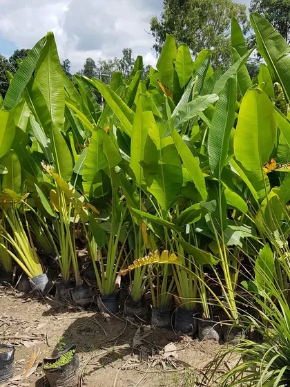 The Traveller's Palm, with its unique fan-like shape, is another exotic option I provide for creating a distinct, tropical feel in landscape designs.
