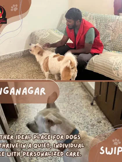 Our Ganganagar center is an ideal place for dogs who prefer a quiet, individual space but still love human company. We provide personalized care to make sure even shy dogs feel right at home.