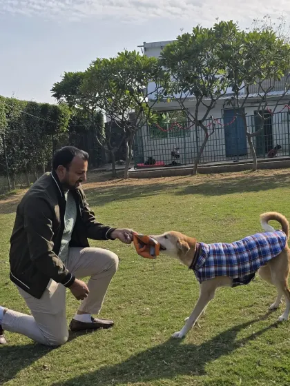 A game of tug with Jumper. This is more than just play; it's a way to teach rules, like 'drop it', and to build a strong, trusting relationship between a dog and a handler.
