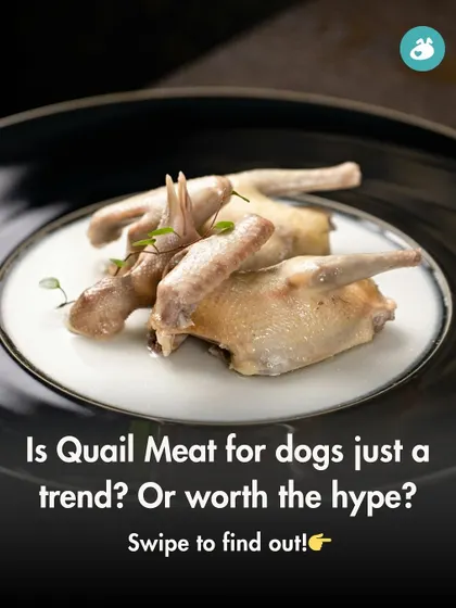 Is quail meat just another trend, or is it genuinely beneficial for dogs? This post introduces the topic and encourages pet parents to learn more about this novel protein source.