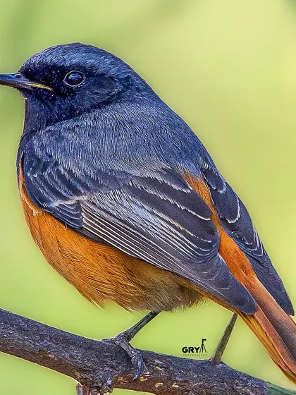 A male Black Redstart, showing the contrast between its deep black head and bright orange-red tail. These birds are active and always a challenge to photograph.
