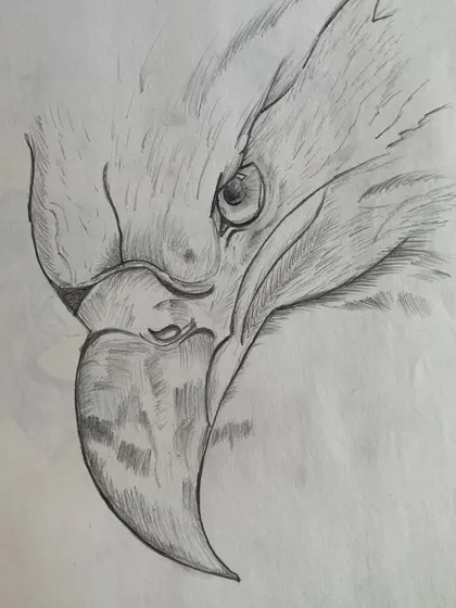 A powerful sketch of an eagle's head, created by one of our students, capturing the bird's fierce intensity.