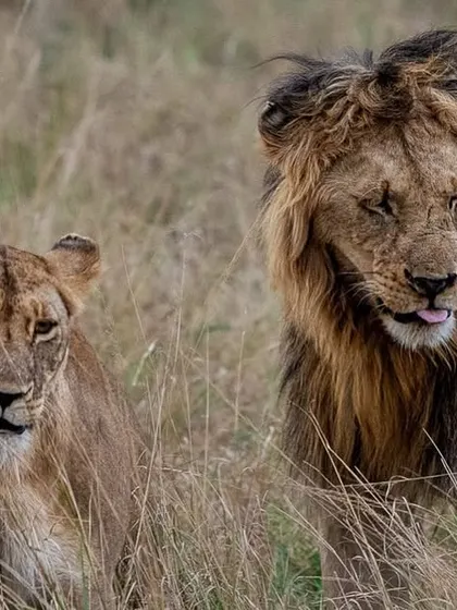 A mating pair of lions in the Masai Mara. The male's gentle expression contrasts with the intensity often seen in these encounters, showing a quieter moment between the two.