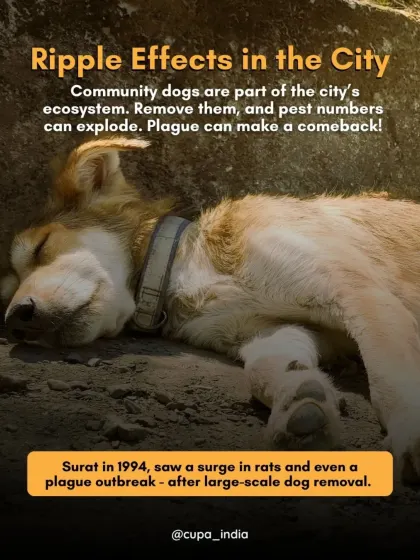 History shows the ripple effects of dog removal. In 1994, Surat saw a surge in rats and a plague outbreak after a similar large scale removal.