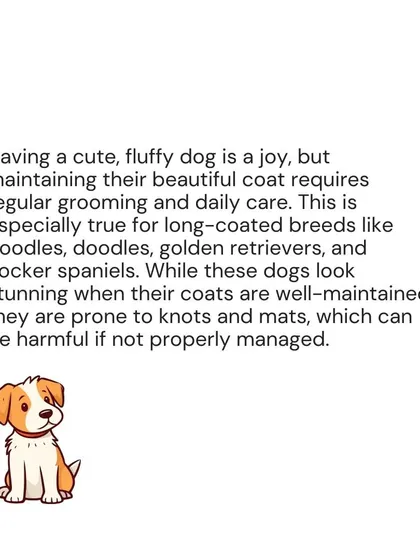 Maintaining the beautiful coat of a fluffy dog requires daily care and regular grooming to prevent harmful knots and mats.