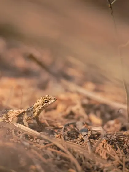 A Fan-throated Lizard camouflaged against the leaf litter, found during a trail expedition with photography students.
