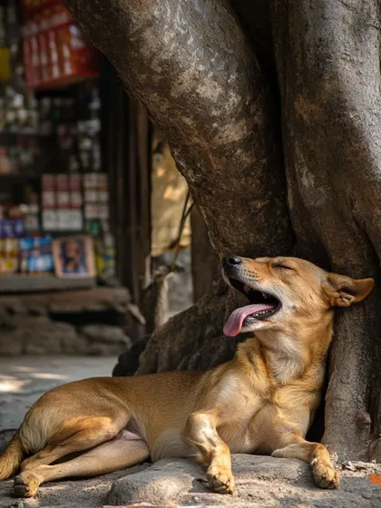 The warmth of the sun and the shade of a tree. This image of a street dog enjoying a lazy afternoon nap captures a moment of pure, simple peace.