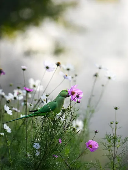 A Rose-ringed Parakeet delicately interacting with a cosmos flower at Sunder Nursery in Delhi. This image shows that beautiful wildlife encounters can happen even in urban green spaces.