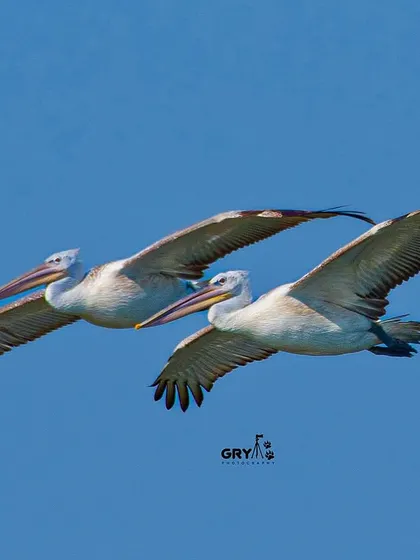 Two Dalmatian Pelicans flying in perfect formation. My photography often focuses on capturing the synchronized patterns and social dynamics of birds in flight.