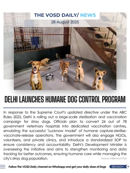 In response to a Supreme Court directive, Delhi is launching a large-scale sterilization and vaccination campaign for stray dogs. The program aims to emulate the successful "Lucknow model" of humane population management.