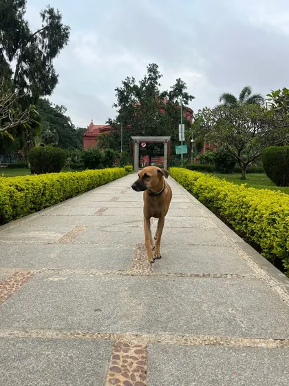 A majestic friend taking a stroll through the park. We are just visitors in their beautiful home.