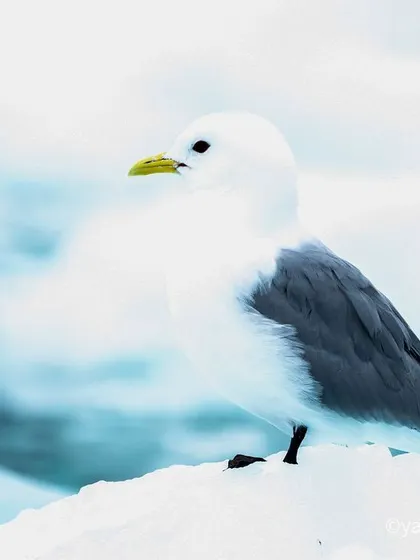 A duplicate of image 41, a high-key portrait of a Black-legged Kittiwake.