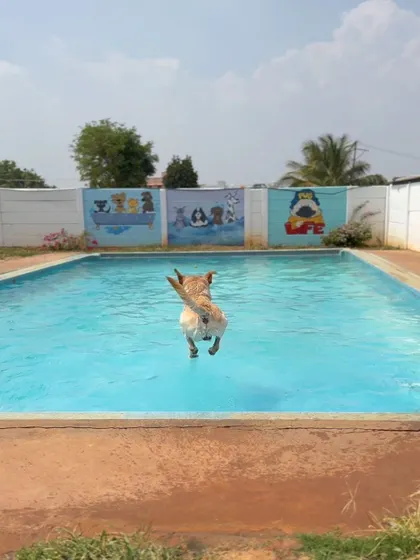 The perfect action shot of a dog mid-jump, flying into the pool. This is the definition of a happy dog.