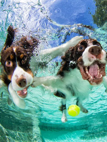 Two Springer Spaniels joyfully swimming together. We can accommodate multiple pets in one shoot, capturing their playful interactions both above and below the water.
