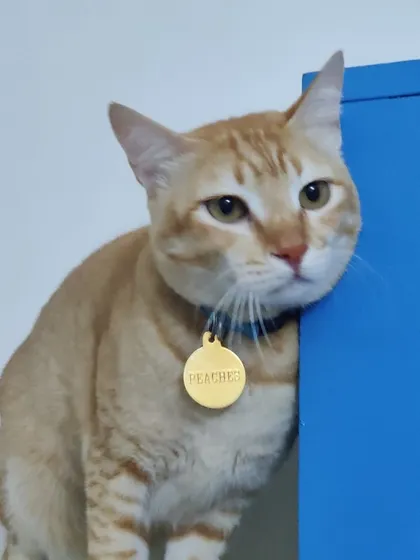 Peachu resting his head against a blue wall. He is such a sweet and affectionate cat.