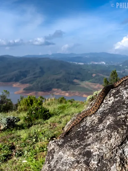 A wide environmental shot showing the Horseshoe Pit Viper on a rock overlooking the vast landscape it inhabits, highlighting its tiny geographic range.