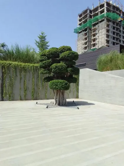Another angle of the installed tree, showing its relationship to the surrounding architectural elements like the concrete walls and cascading green wall. The tree is positioned to be the undisputed star of the courtyard.