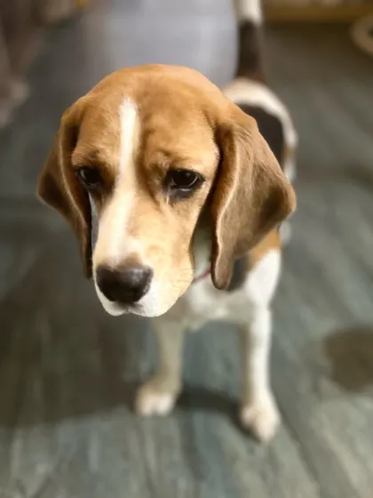 Those puppy-dog eyes. This Beagle knows exactly how to melt your heart with just one look.