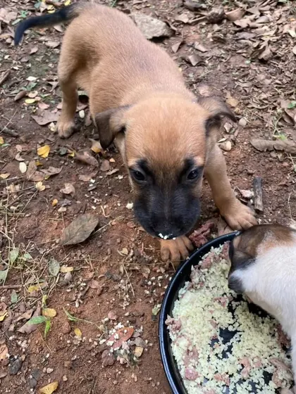 Mealtime for the 1.5 month old indie puppies. They are healthy, happy, and ready for adoption in Bangalore.