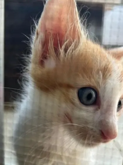 A curious look from this 2 month old kitten. He and his siblings are looking for loving families in Bangalore.