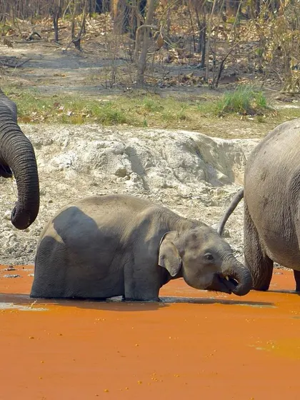 The elephant family enjoying their time, drinking and playing. This is a typical scene from a safari in Jim Corbett.