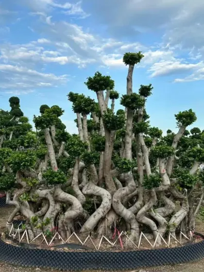 A magnificent, sculptural Ficus bonsai tree, showcasing the unique and high-impact specimen plants I can source and install. These living sculptures serve as a stunning focal point for any large-scale garden or corporate entrance.