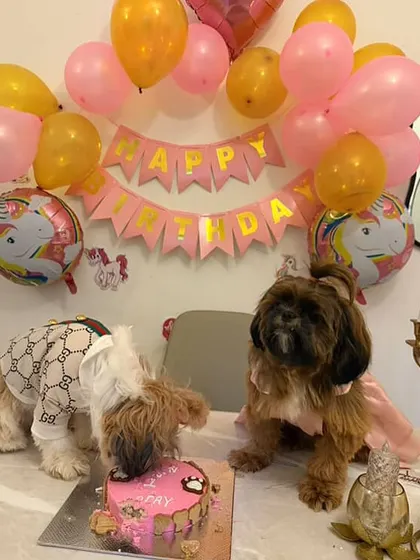 The moment of truth. Mimi couldn't wait to get a taste of her special birthday cake. All our cakes are made to be not just cute, but absolutely irresistible to our furry customers.