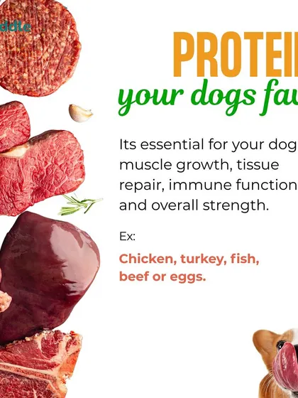 This image highlights key protein sources like chicken, fish, beef, and eggs. Protein is essential for muscle growth, tissue repair, and a strong immune system, forming the core of your dog's diet.