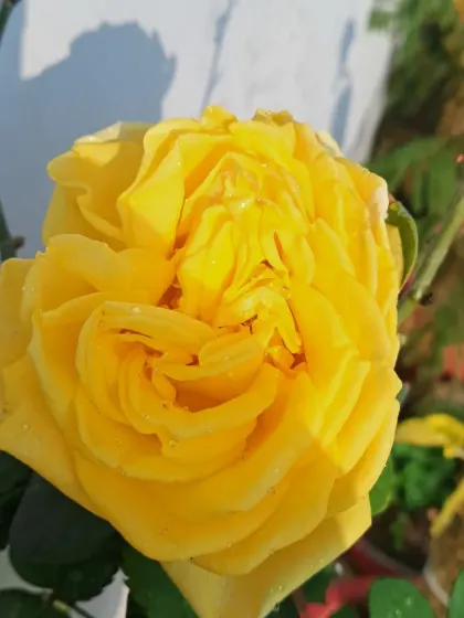 Another shot of a perfect yellow rose.