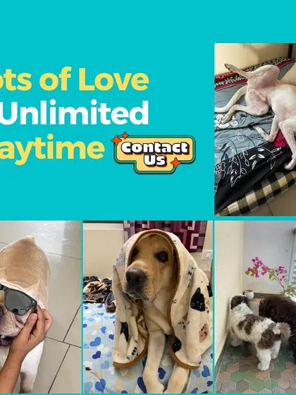 We promise lots of love and unlimited playtime for every guest. This collage shows some of our happy moments with a Frenchie, a Beagle, and more.