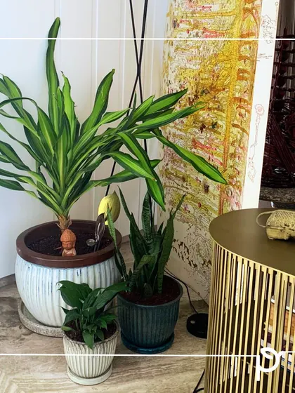 A bespoke garden designed to create a landscaped look in an indoor corner. We use a mix of plants and planters to elevate your space with a blend of aesthetics and sustainability.