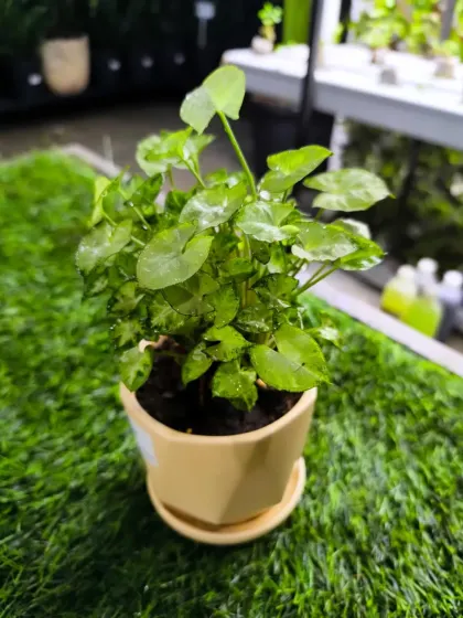 For Women's Day, we have a stunning array of plants to delight the special women in your life. From mini landscapes and terrariums to elegant potted plants, a green gift is a gift of life.