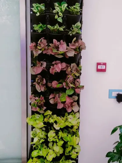 A close-up view of a newly installed vertical garden, showcasing the mix of colors and textures we use. We select a variety of plants, including Syngonium and Pothos, to create a dynamic and visually interesting pattern that evolves as the plants grow.