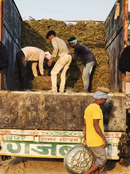 Our team loading a truck with turf for a delivery to Udaipur. We are committed to bringing greenery to your doorstep.