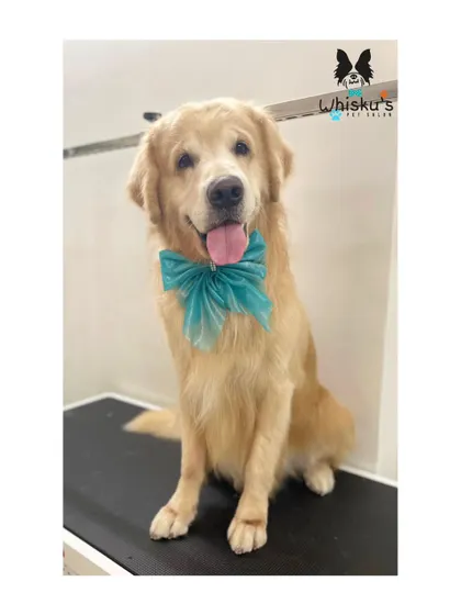Hugo the Golden Retriever looking majestic with a big blue bow. A full de-shedding groom leaves his coat feeling light and looking shiny.