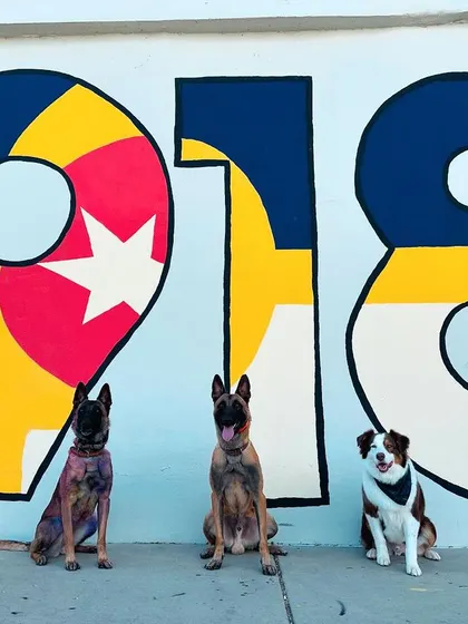 My personal pack representing our hometown of Tulsa in front of the iconic 918 mural. Having well-trained dogs means I can take them almost anywhere.