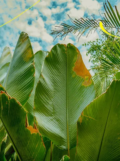 A close-up of the giant leaves that add to our tropical, jungle-like atmosphere. It's easy to forget you're still in Bangalore.