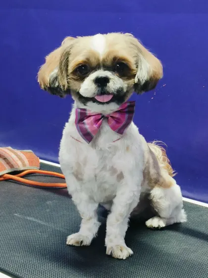 Pumpkin the Shih Tzu, looking picture-perfect with a cute smile and a stylish plaid bow.