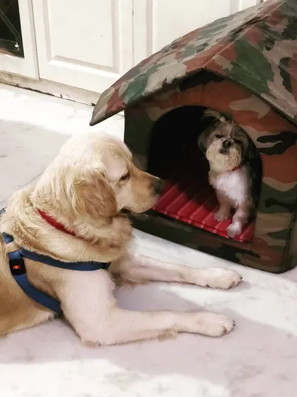 We've observed that seniority is very important among dogs. 9-year-old Susie the Shih Tzu has claimed the dog house, and much younger, bigger Mirai the Retriever politely asks for permission to enter. It's fascinating to watch their social dynamics.