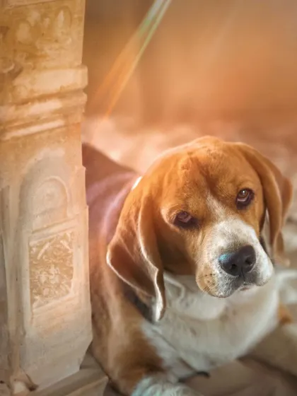 A soft, dreamy AI-generated portrait of Scamp in the ruins.