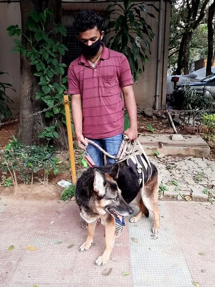 This is our dear friend Smooch. He's a 10-year-old German Shepherd with muscle weakness in his back. We use a special support harness to help him walk safely and comfortably for 40 minutes every day in Kormangala. We are trained to provide this kind of special needs pet care.