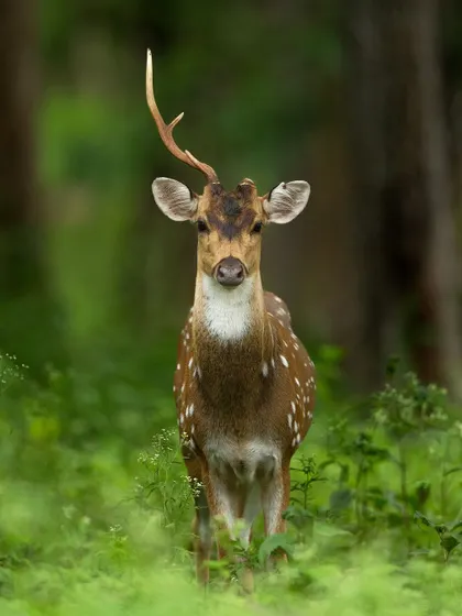 A Spotted Deer stag with one shed antler and one new one growing in velvet. This shot provides a great opportunity to discuss the biology of antler growth on my tours.
