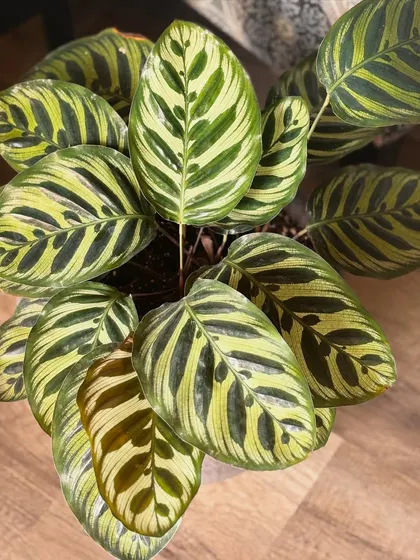 I have a soft spot for Calatheas, even if they can be a bit dramatic. This Peacock Plant has been with me for a while, and its stunning leaf patterns are just incredible. It’s a reminder that even the trickier plants are worth it when you see them push out a new leaf.